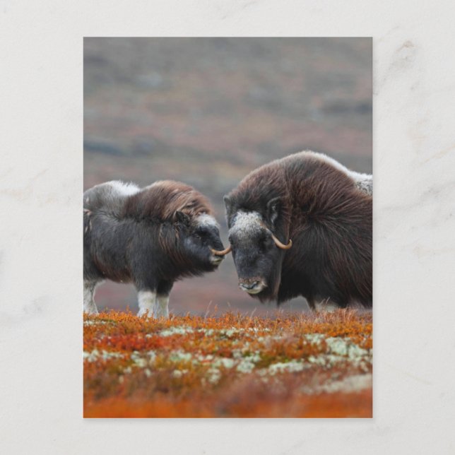 A Musk Ox och Calf Vykort (Framsida)