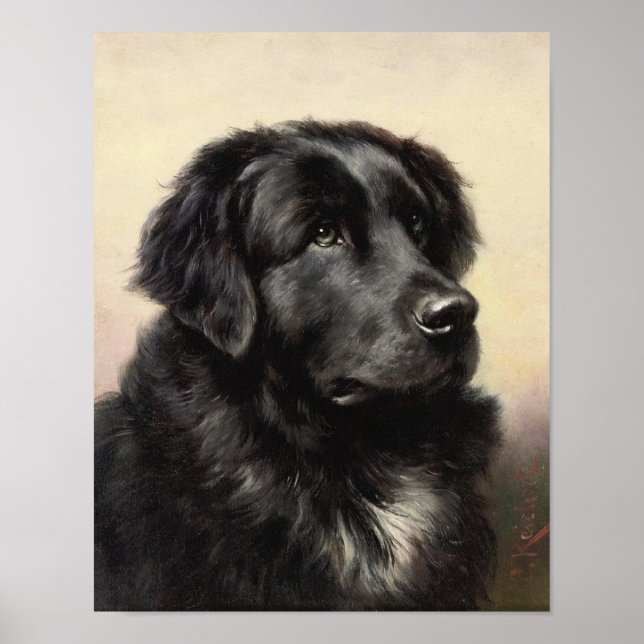 A Newfoundland Poster (Framsidan)