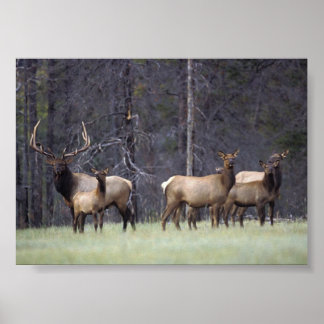 A och Hans Harem Poster