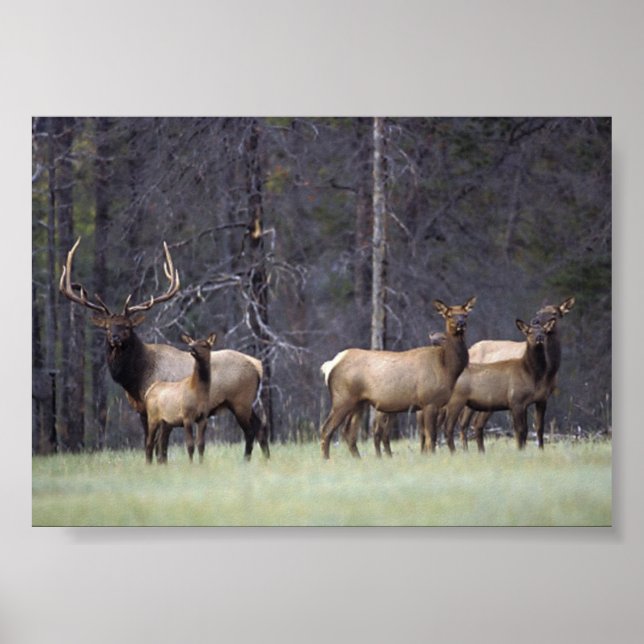 A och Hans Harem Poster (Framsidan)