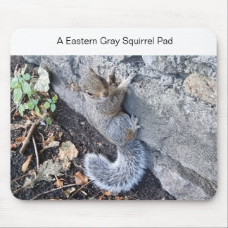 A Östra Grått Squirrel Mousepad Musmatta