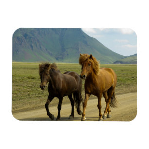 A Pair of Brown Islands Ponies Magnet