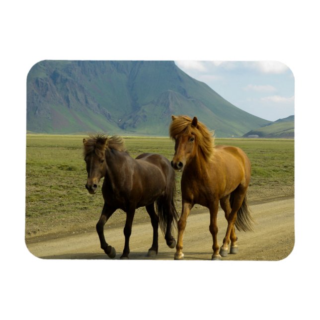 A Pair of Brown Islands Ponies Magnet (Horisontell)