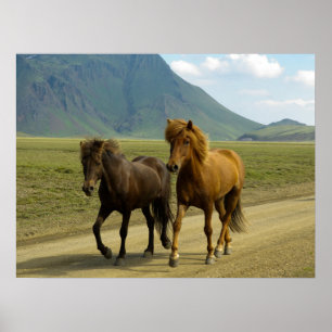 A Pair of Brown Islands Ponies Poster