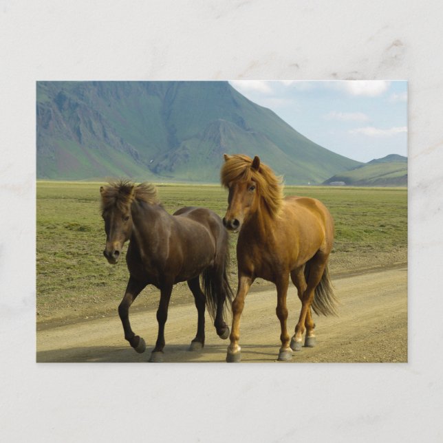 A Pair of Brown Islands Ponies Vykort (Framsida)