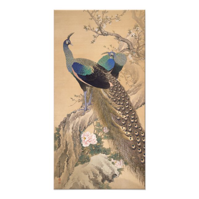 A Pair Peacocks i Vår av Imao Keinen Fototryck (Framsidan)