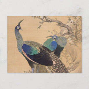 A Pair Peacocks i Vår av Imao Keinen Vykort