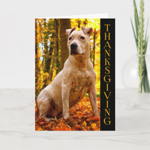 A-PAL - Amerikanen bemannar thanksgiving för hund Helgkort