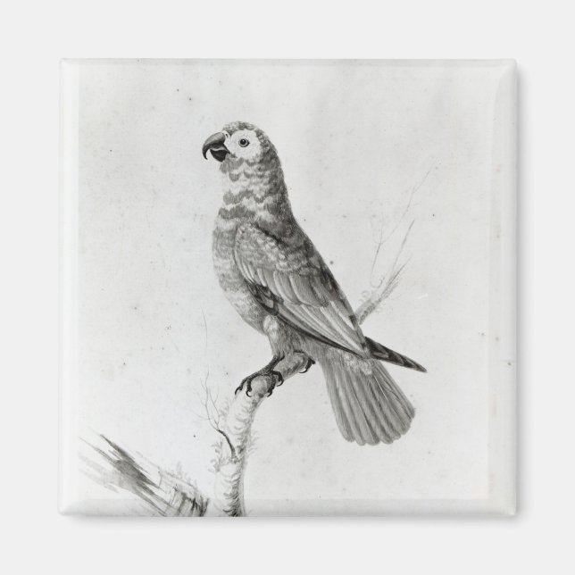 A Parrot, 1786 Magnet (Framsidan)