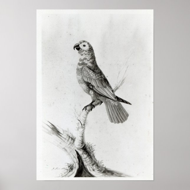 A Parrot, 1786 Poster (Framsidan)