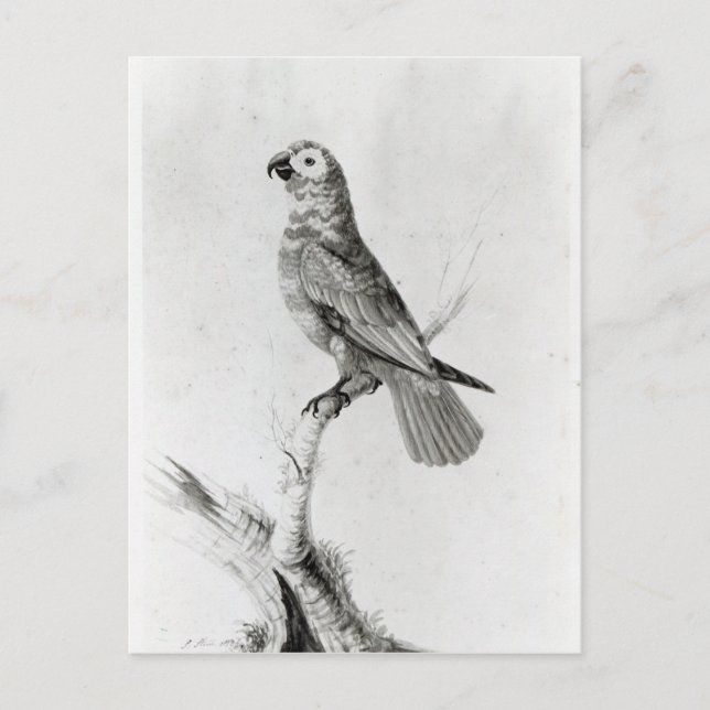 A Parrot, 1786 Vykort (Framsida)