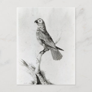 A Parrot, 1786 Vykort