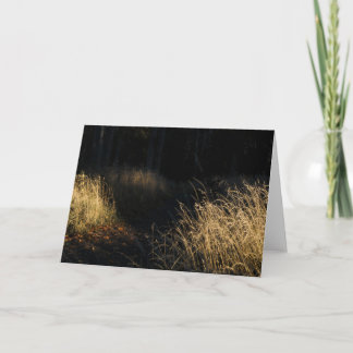 A path through a forest golden grass in sunlight kort