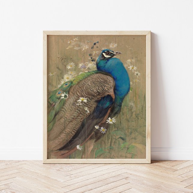 A Peacock och Marguerites | Edwin John Alexander Poster (Skapare uppladdad)