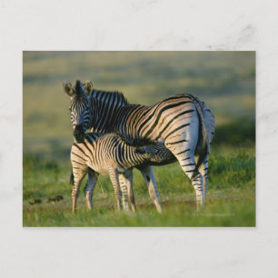 A Plains Zebra matande hennes föl, Kwazulu-Natal Vykort