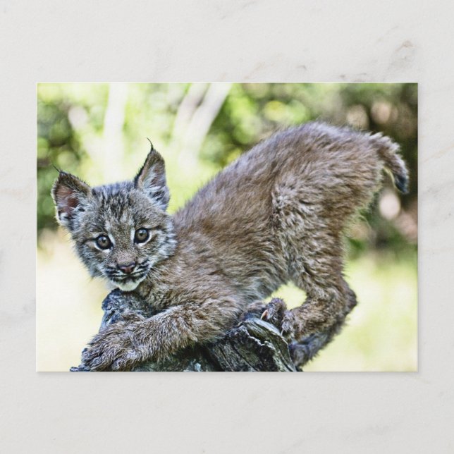 A Playful Canadian Lynx Kitten Vykort (Framsida)