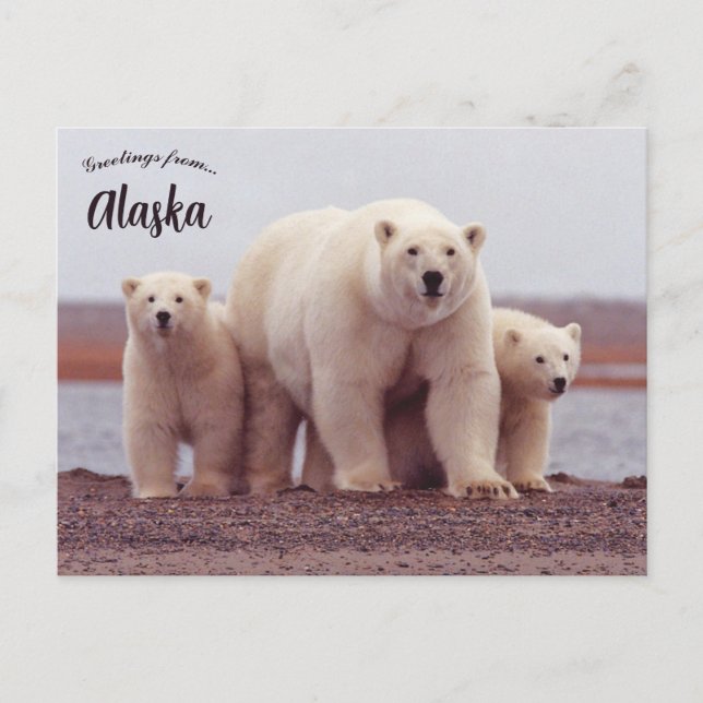 A Polar Bear Mother With Her Cubs in Alaska Vykort (Framsida)