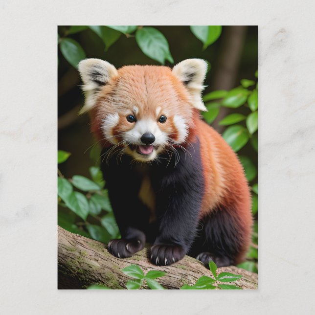 A Porträtt i en Cute Red Panda Vykort (Framsida)