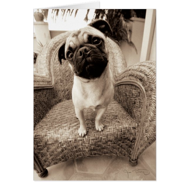 A Pug med huvud Titel till sidan Hälsningskort (Framsidan)