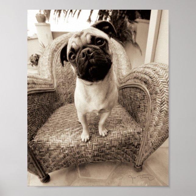 A Pug med huvud Titel till sidan Poster (Framsidan)