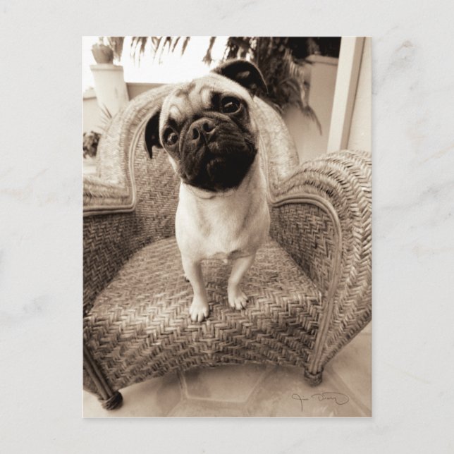 A Pug med huvud Titel till sidan Vykort (Framsida)