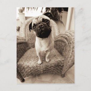 A Pug med huvud Titel till sidan Vykort