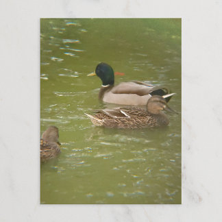 A Raft of Ducks Postcard Helg Vykort