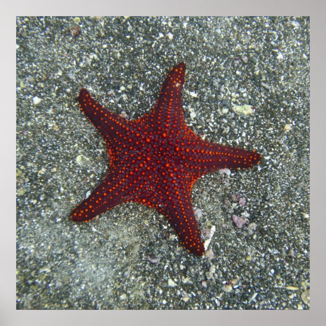 A Red Starfish | Galapagos, Equador Poster (Framsidan)