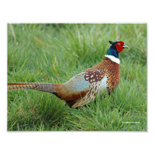 A Ring-Necked Pheasant Kor på vägen Fototryck