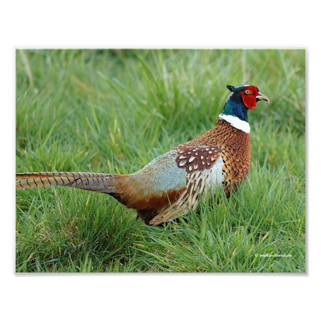 A Ring-Necked Pheasant Kor på vägen Fototryck (Framsidan)