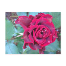 A Ro i Kenyas vykort