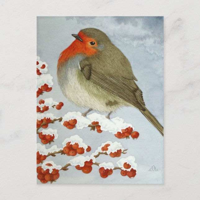 A Robin och bär i snö Vykort (Framsida)