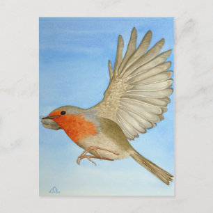 A Robin under flygning Vykort
