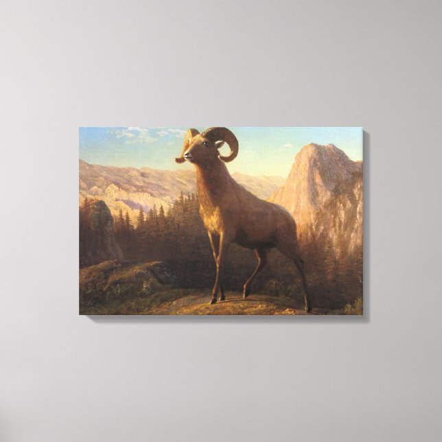 A Rocky Mountain Sheep, Bierstadt Albert Canvastryck (Framsida)