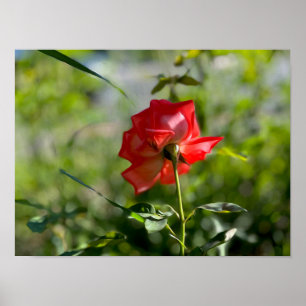 A RÖD ROS POSTER