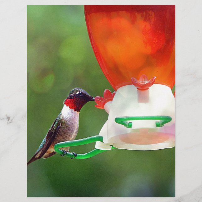 A Ruby Throated Hummingbird (Framsida)
