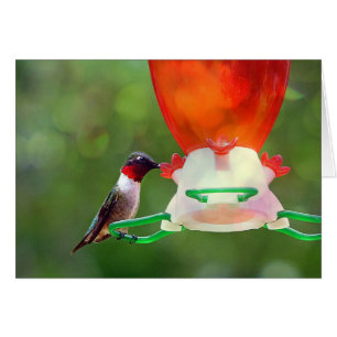 A Ruby Throated Hummingbird Hälsningskort