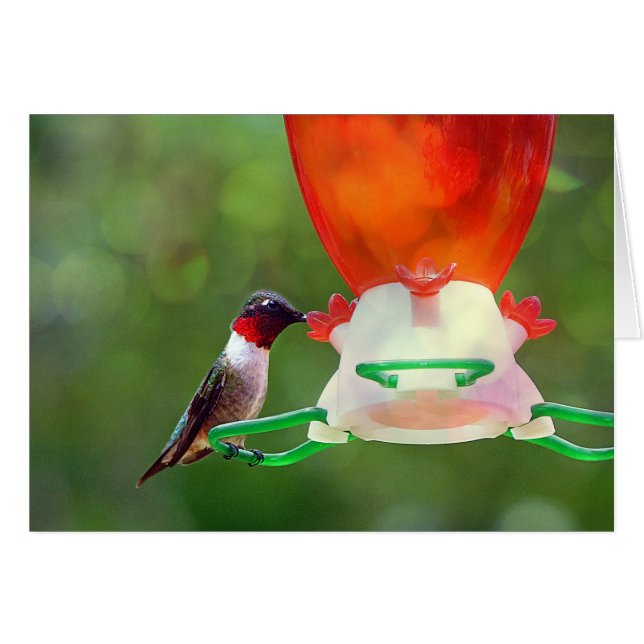 A Ruby Throated Hummingbird Hälsningskort (Framsidan Horizontal)