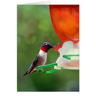 A Ruby Throated Hummingbird Hälsningskort