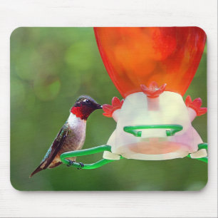 A Ruby Throated Hummingbird Musmatta