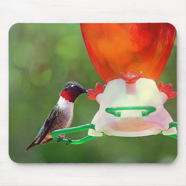 A Ruby Throated Hummingbird Musmatta (Framsidan)