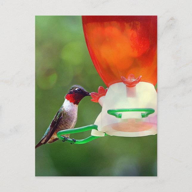 A Ruby Throated Hummingbird Vykort (Framsida)
