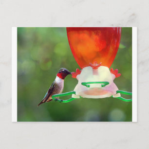 A Ruby Throated Hummingbird Vykort