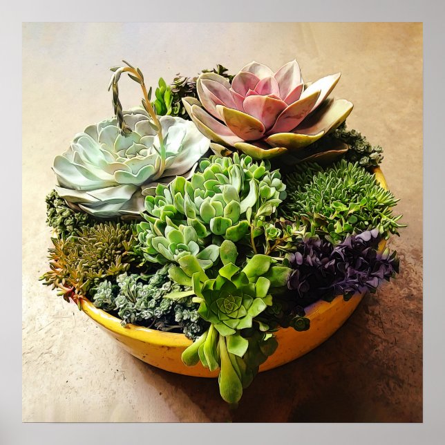 A Salad Bowl of Succulents Poster (Framsidan)