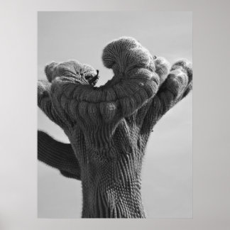 A Sällsynt Saguaro Cactus Poster