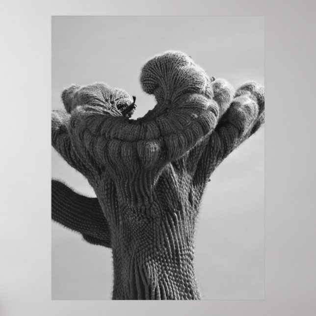 A Sällsynt Saguaro Cactus Poster (Framsidan)
