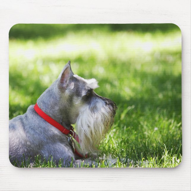A Schnauzer lägger gräs Musmatta (Framsidan)