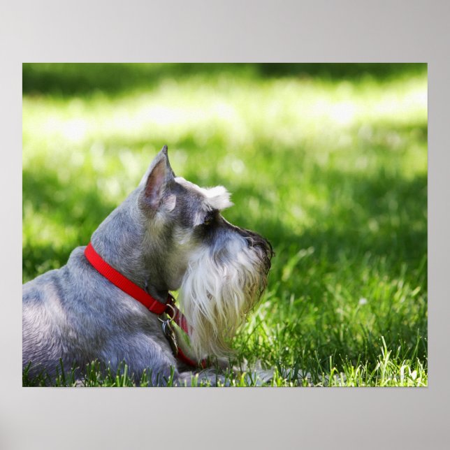 A Schnauzer lägger gräs Poster (Framsidan)