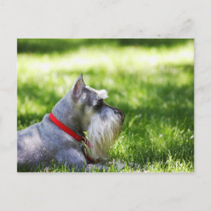 A Schnauzer lägger gräs Vykort
