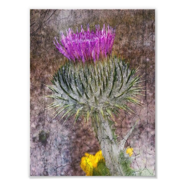 A Scottish Thistle Fototryck (Framsidan)